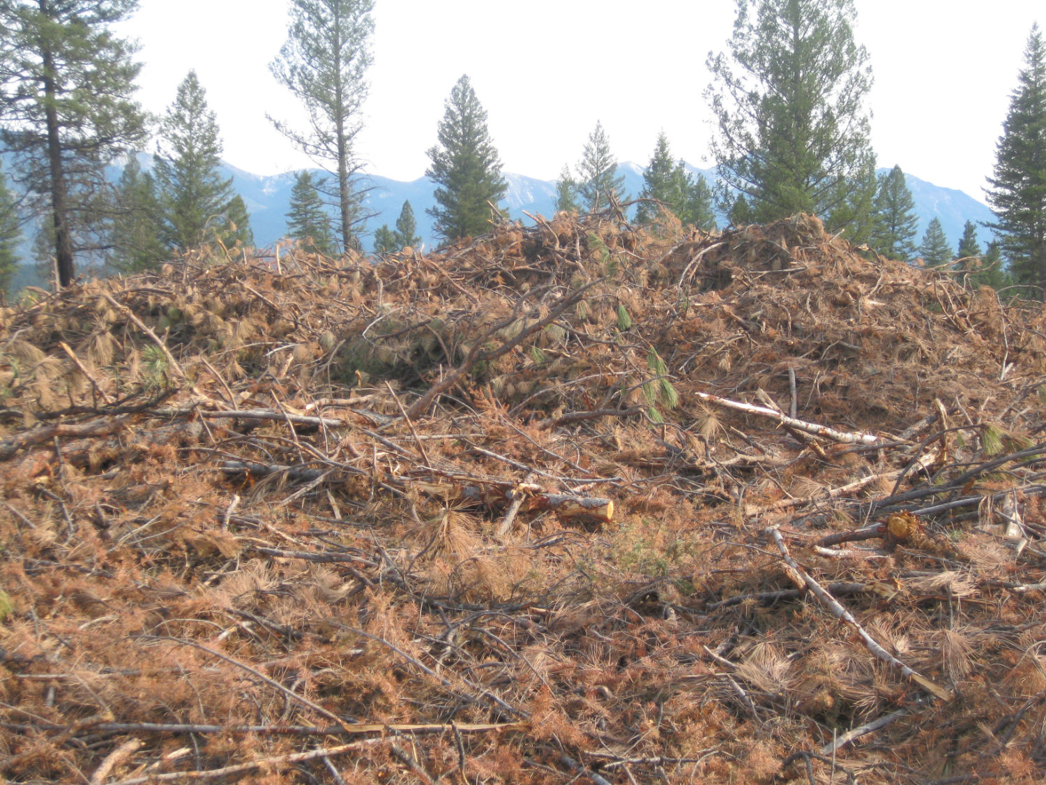 Ten Treaty 3 First Nations launch clean energy corporation to convert wood waste into sustainable fuels 